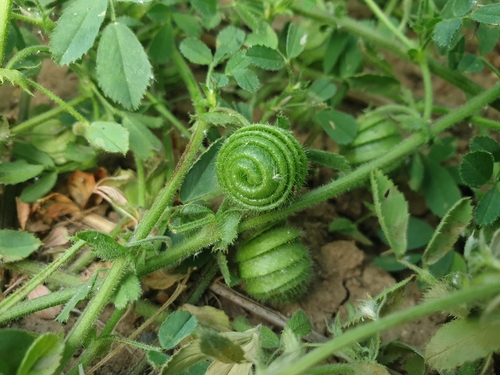 Medicago scutellata, photograph 2