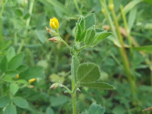 Medicago scutellata, photograph 3