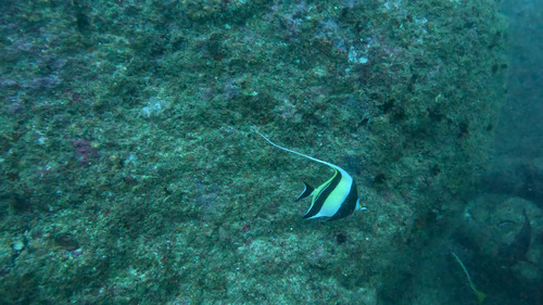 Moorish Idol