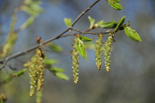 Eastern Hornbeam