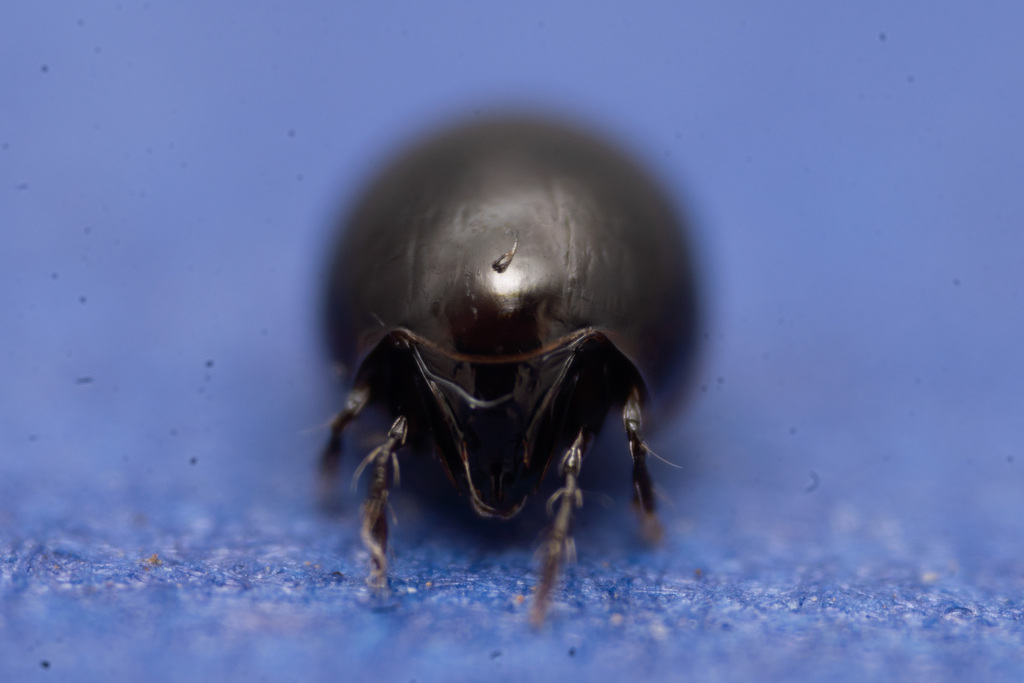 Euzetes globulus