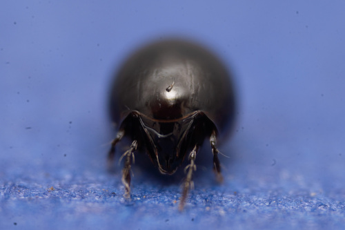 Euzetes globulus