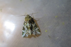 Chytonix elegans