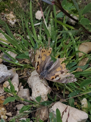 Painted Lady