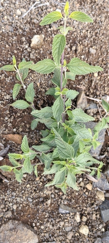 Small Lantana