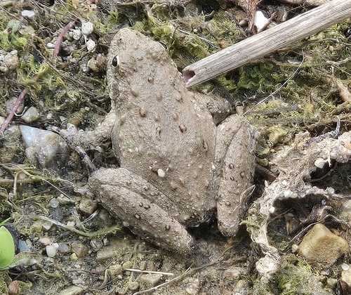 Blanchard's Cricket Frog
