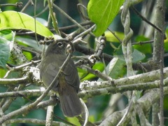 Eurillas curvirostris