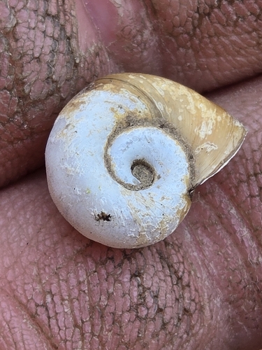 Marsh Ramshorn