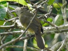 Eurillas curvirostris