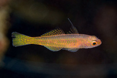 Taylor's Dwarfgoby photo 1
