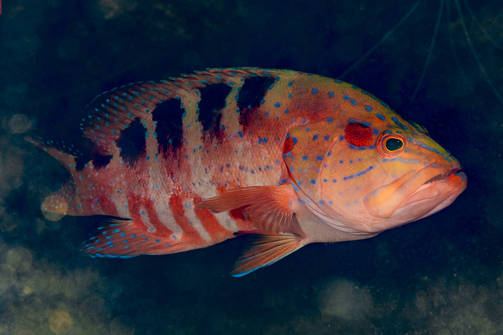 Sixspot grouper (Cephalopholis sexmaculata) — Serranidae