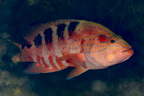 Grot-tandbaars (Cephalopholis sexmaculata) — Serranidae