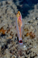 Nasal Dwarfgoby photo 3