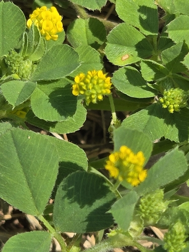 Black Medick