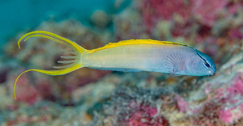 Zwaardstaart-giftandslijmvis (Meiacanthus atrodorsalis) — Blenniidae