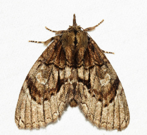 Nesebroides mineti