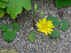 Ixeris repens