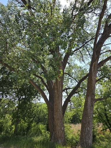 Eastern Cottonwood