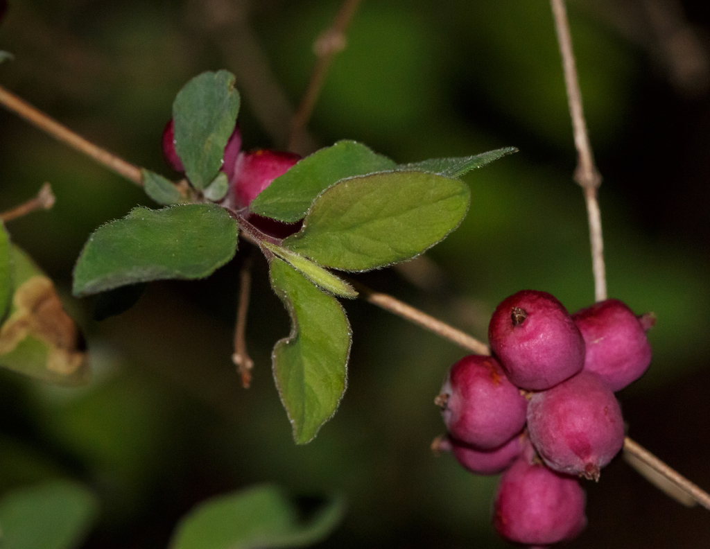 Symphoricarpos orbiculatus — an easy houseplant, prefers partial sun light