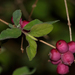Coralberry - Photo (c) Meghan Cassidy, some rights reserved (CC BY-SA)