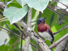 Platysteira castanea