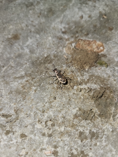 Cephalota chiloleuca