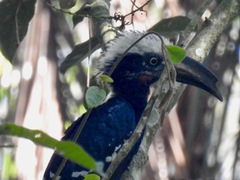 White-Crested Hornbill photo 5