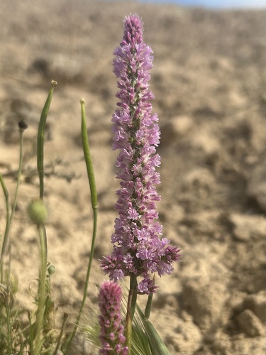 Psylliostachys suworowii, photograph 1