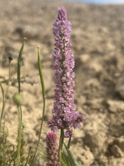 Psylliostachys suworowii