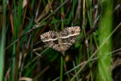 Chrysolarentia vicissata