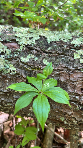 Cucumber Root