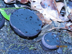 Leotiomycetes