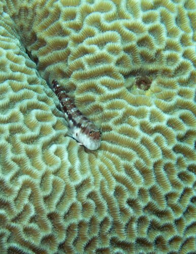 Stanulus talboti observed 2026-05-02
