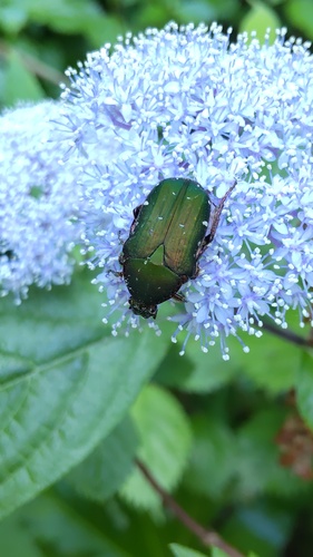 Cetonia roelofsi roelofsi