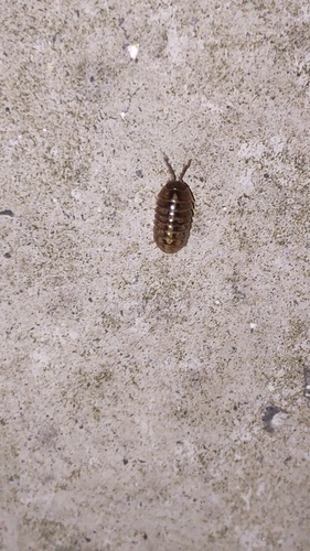 Common Pill Woodlouse