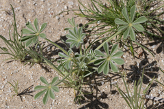 Lupinus shockleyi