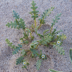 Phacelia ivesiana