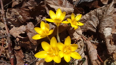 Crocus flavus flavus