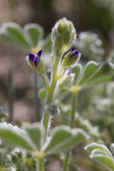 Lupinus shockleyi