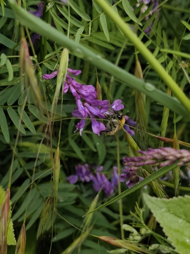 Common Carder Bumble Bee