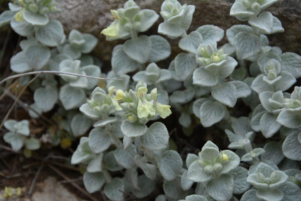 Stachys chrysantha; photograph (c) Pantazi Katerina, some rights reserved (CC BY)