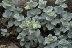 Stachys chrysantha