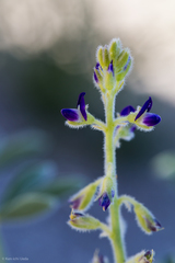 Lupinus shockleyi