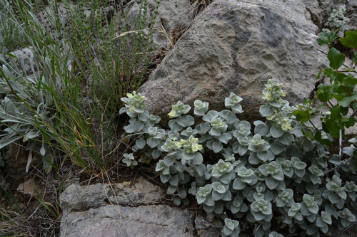 Stachys chrysantha, photograph 1
