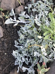 Calystegia collina venusta