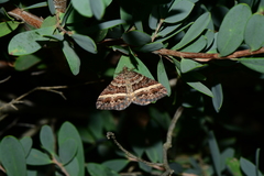 Chrysolarentia vicissata