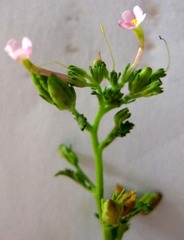 Chaenostoma caeruleum