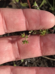 Chorizanthe staticoides