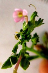 Chaenostoma caeruleum