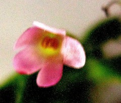 Chaenostoma caeruleum